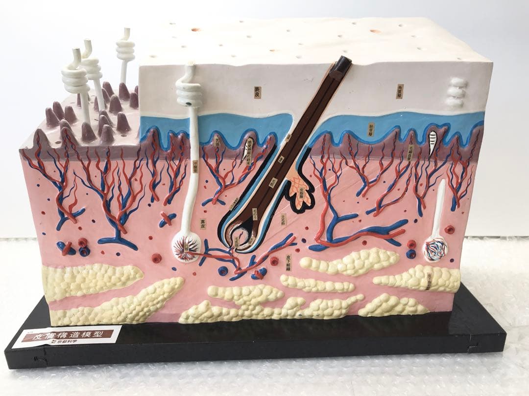 皮膚構造模型　( 株式会社京都科学) ♡