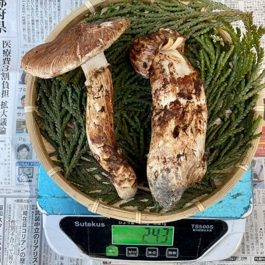 天然きのこ 松茸 国産 マツタケ まつたけ 山形県産 森の凛さん採取 その195