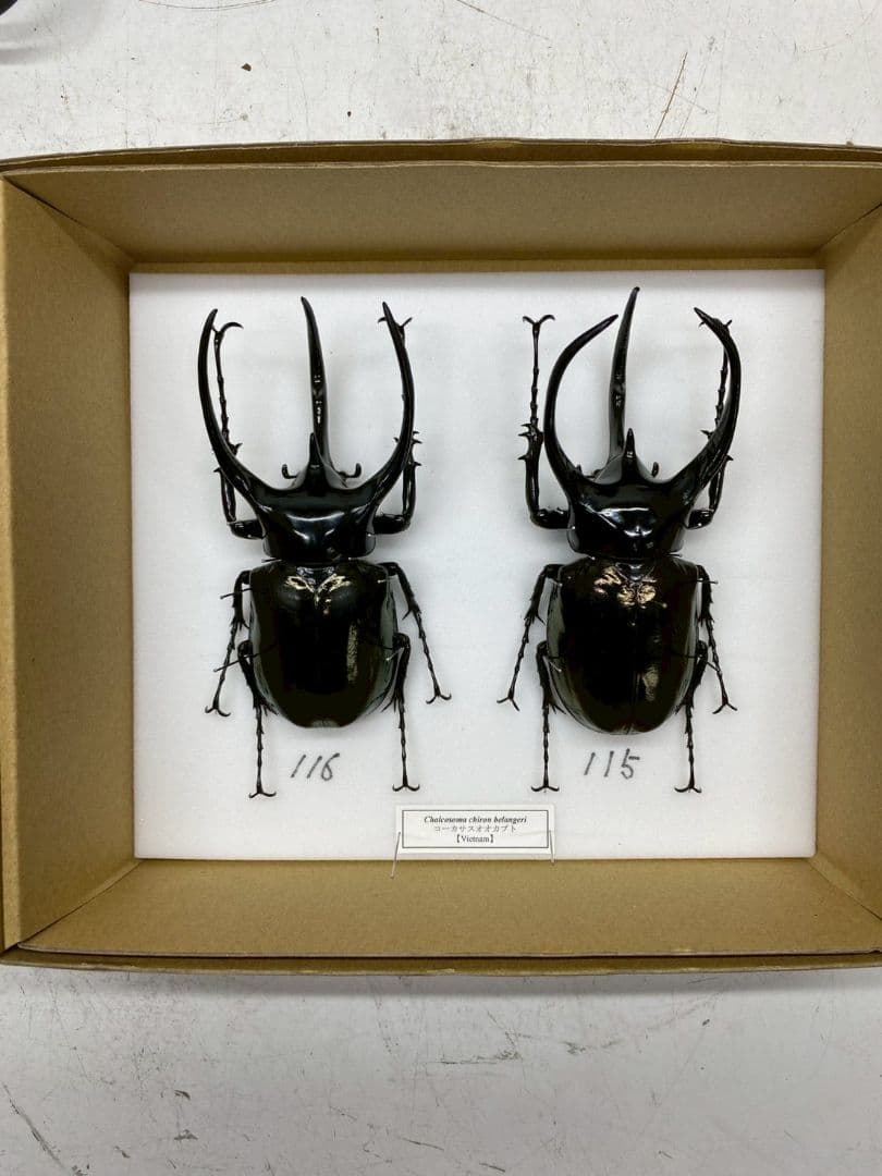 T◆コーカサスオオカブト　標本　昆虫
