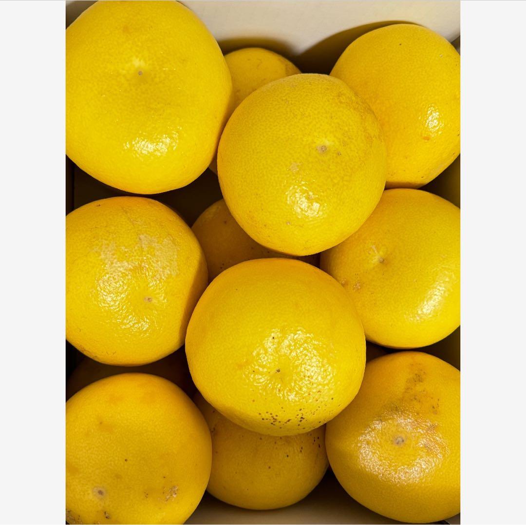 ㉖高知特産 露地栽培 土佐文旦 4L限定 文旦 約20kg 大玉 サイズ