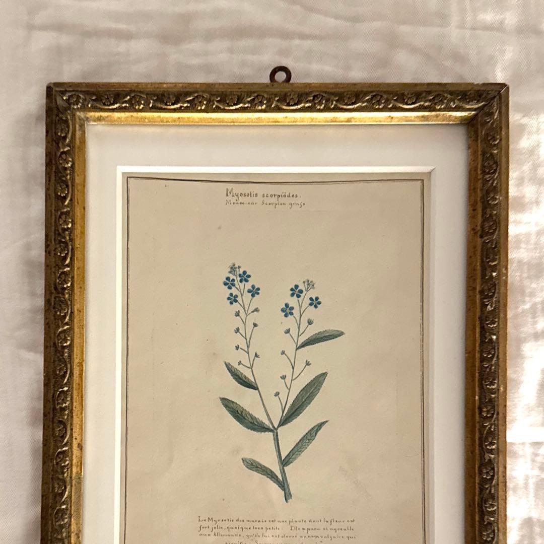 植物画 金色フレーム付き アンティーク