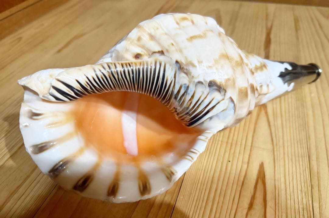 肉厚修験道法螺貝　山伏　密教　熊よけ　魔除け❣️ホラガイ　ほら貝