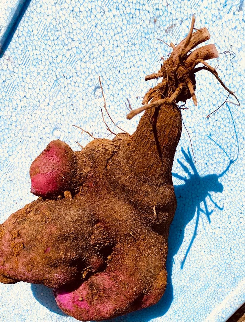 kelly26　紫山芋　１０kg➕5kg