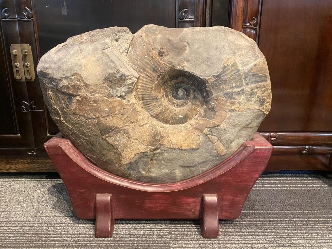 アンモナイト 特大 化石 ジュラ紀 古代 台付(YC609)