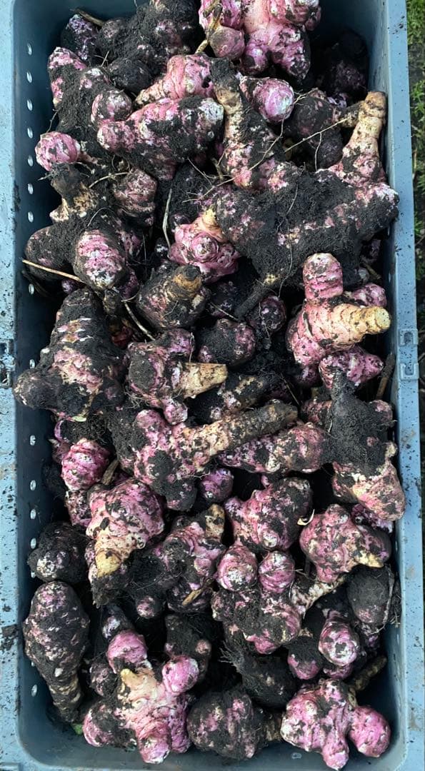 とうちゃん　1/2 青森県産 紫菊芋《約25kg・土付》 農薬不使用