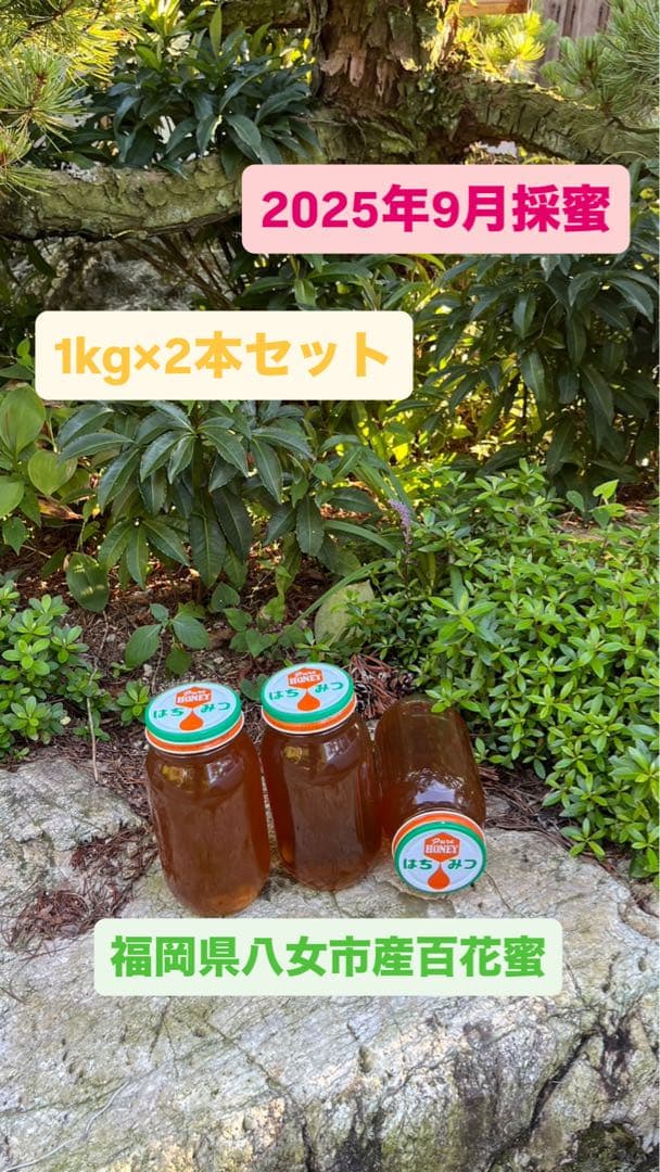残り8kg/日本蜜蜂ハチミツ/百花蜜/1kg×2本/【最終値下げ】