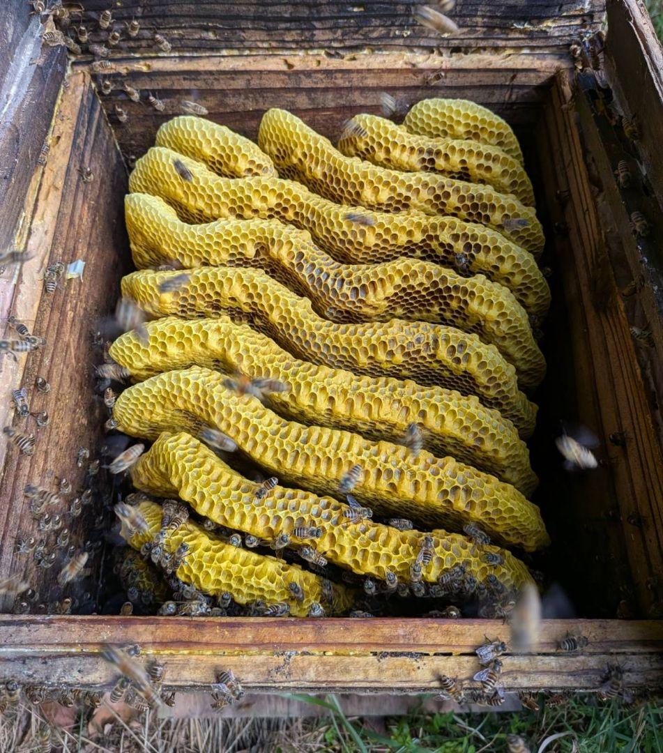 ニホンミツバチの蜂蜜