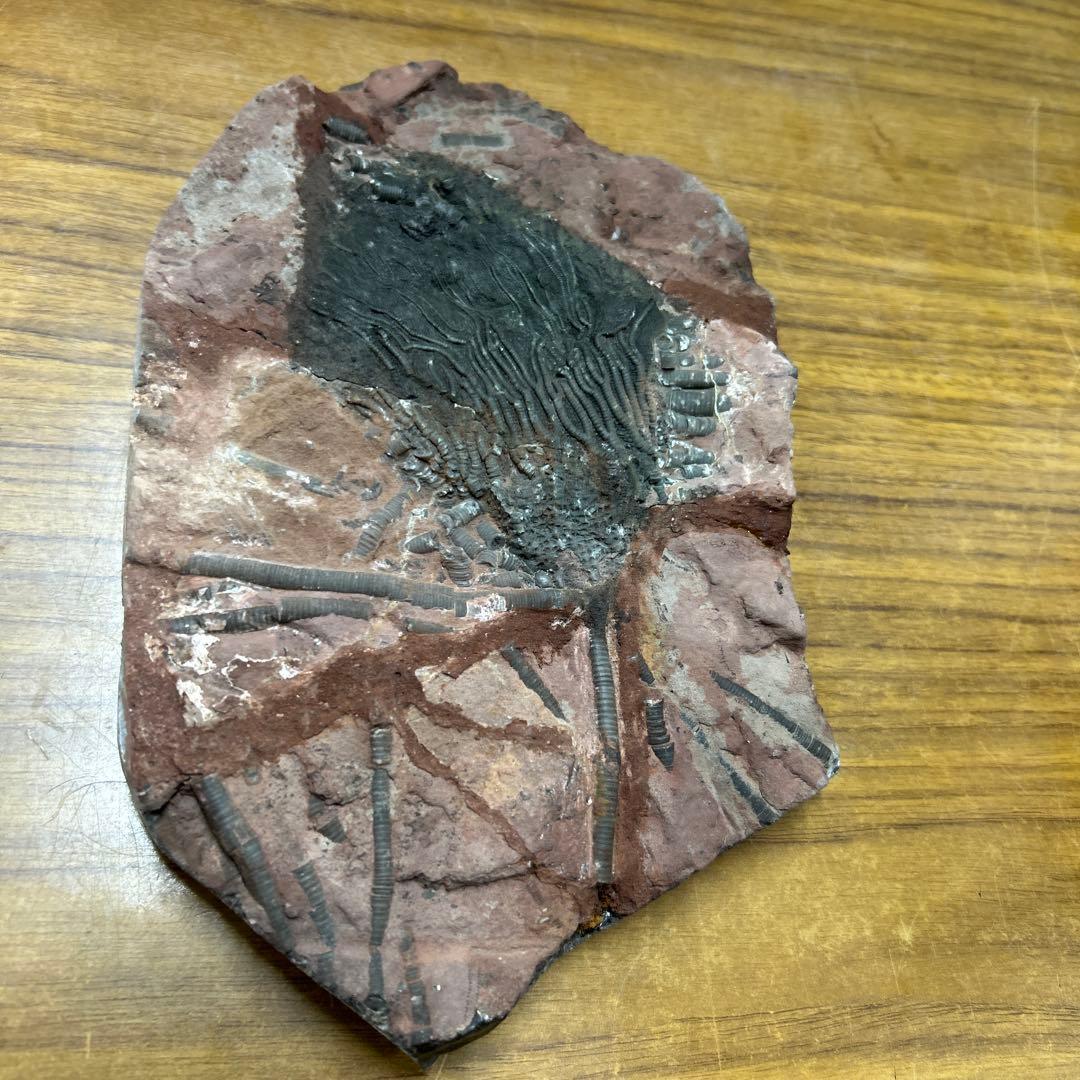 ウミユリ 化石　モロッコ産