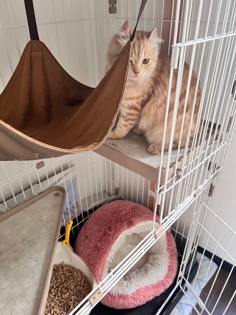 コジマのキャットケージ ハンモック付き　ウッドワンサークル