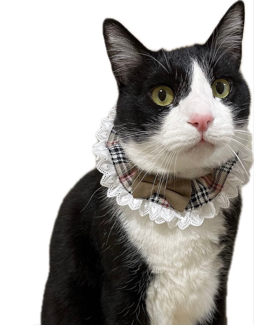 シュシュ首輪(ハロウィンC) Ｎｏ．105-680