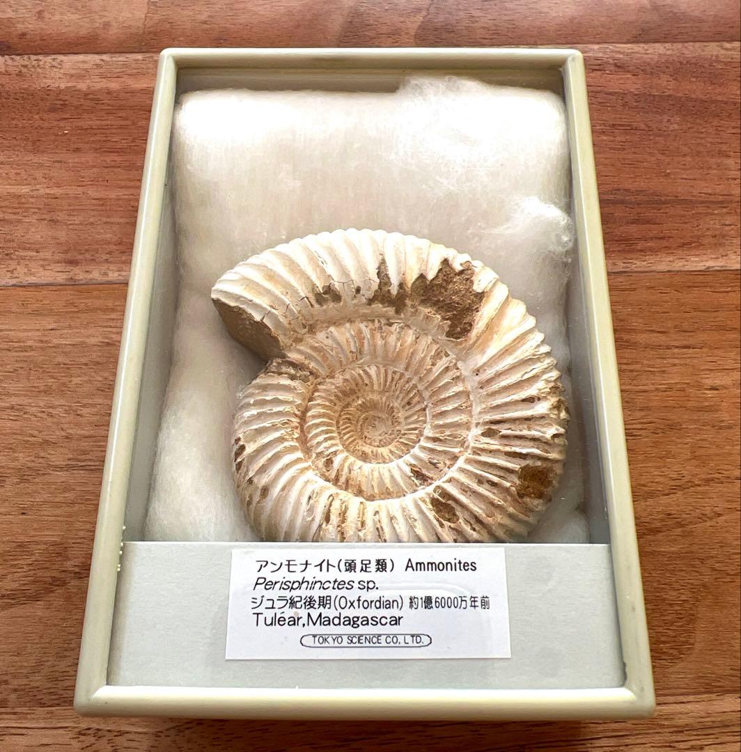 ジュラ紀 アンモナイト標本 Perisphinctes sp.約1億6000年前