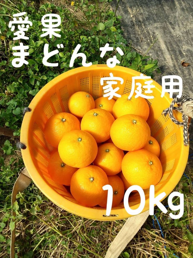 60愛果 まどんな 家庭用 10kg