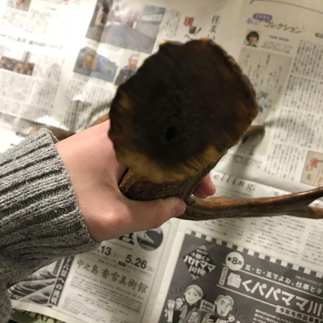 鹿の角　超奇形