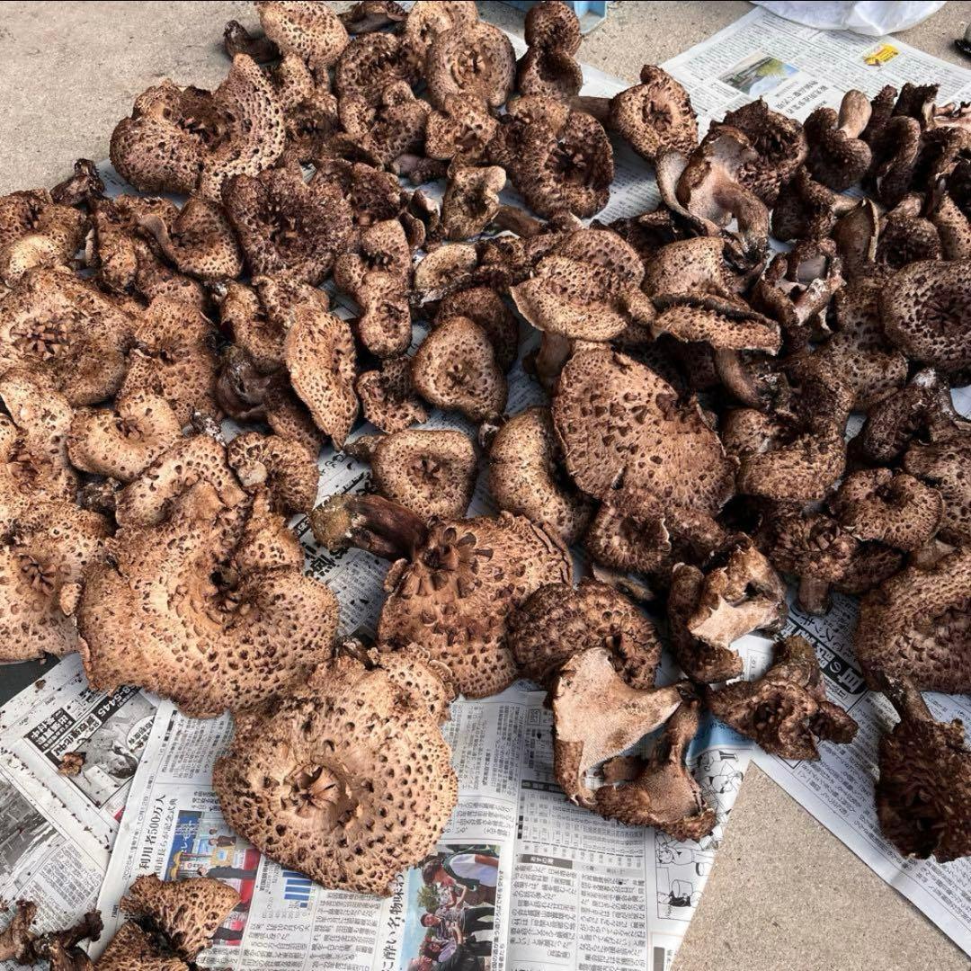 天然香茸‼️広島産　1.5kg 10月12日採りたて　コウタケ　香茸　松茸③