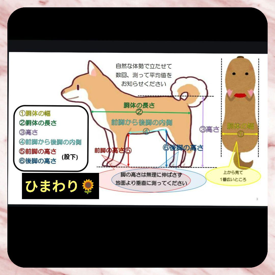 RIOL23　トイプー4輪リハビリ　食事補助　犬用車椅子　介護　犬の歩行器