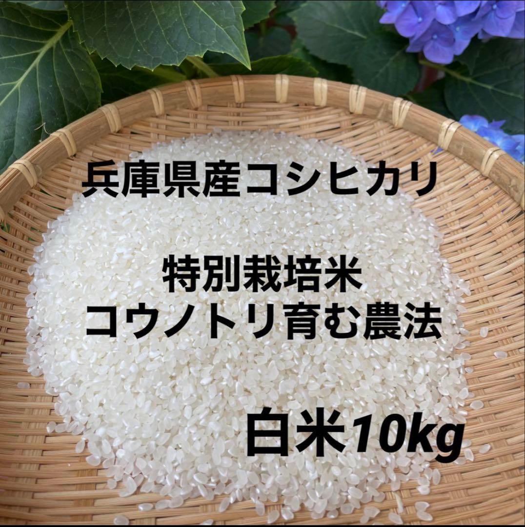 兵庫県産コシヒカリ 白米 10kg コウノトリ米 お米10キロ
