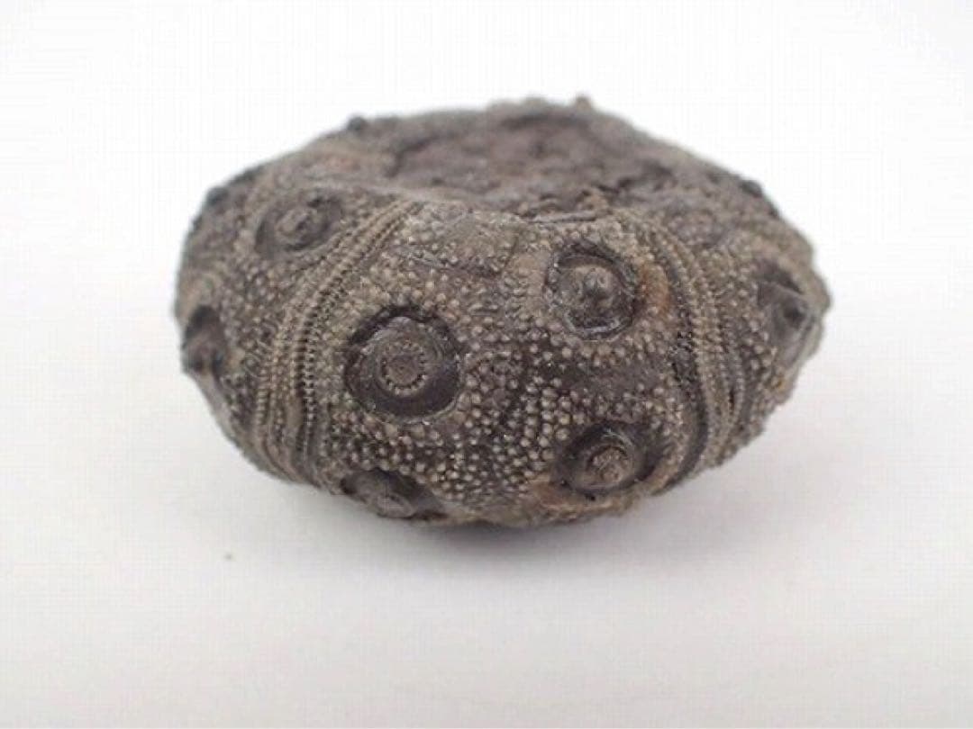 ジュラ期 化石 うに ウニ