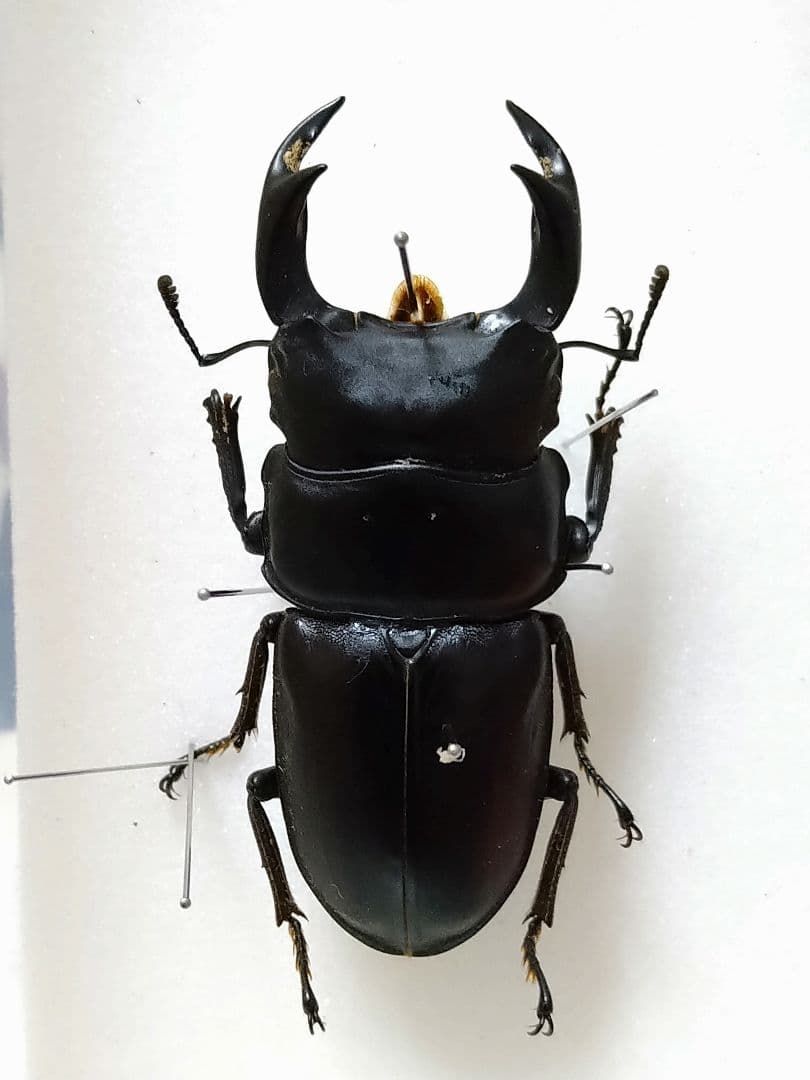 天然大型オオクワガタ標本