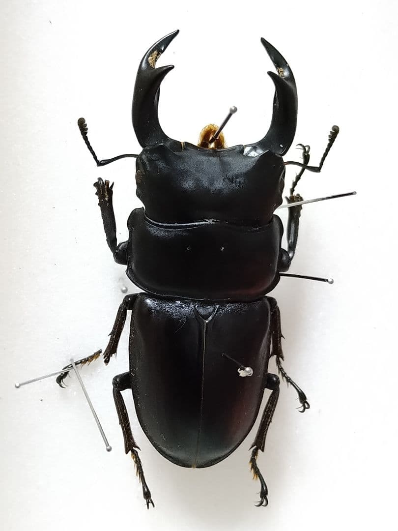 天然大型オオクワガタ標本
