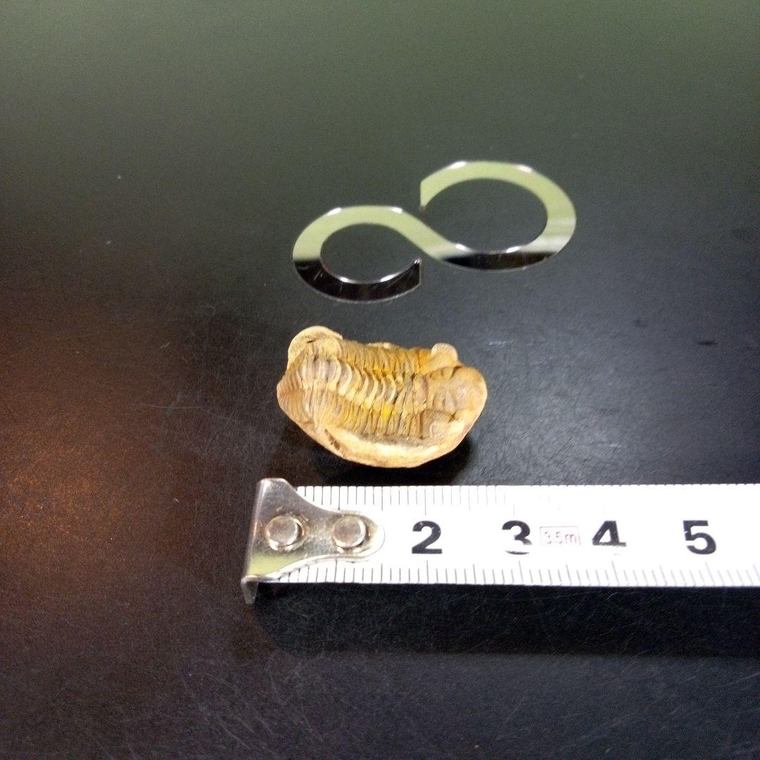 三葉虫　化石　fossil　ボリビア産　trilobite　南アメリカ化石郡⑨