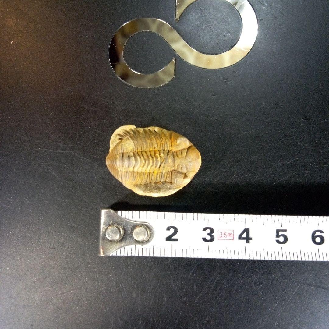 三葉虫　化石　fossil　ボリビア産　trilobite　南アメリカ化石郡⑨