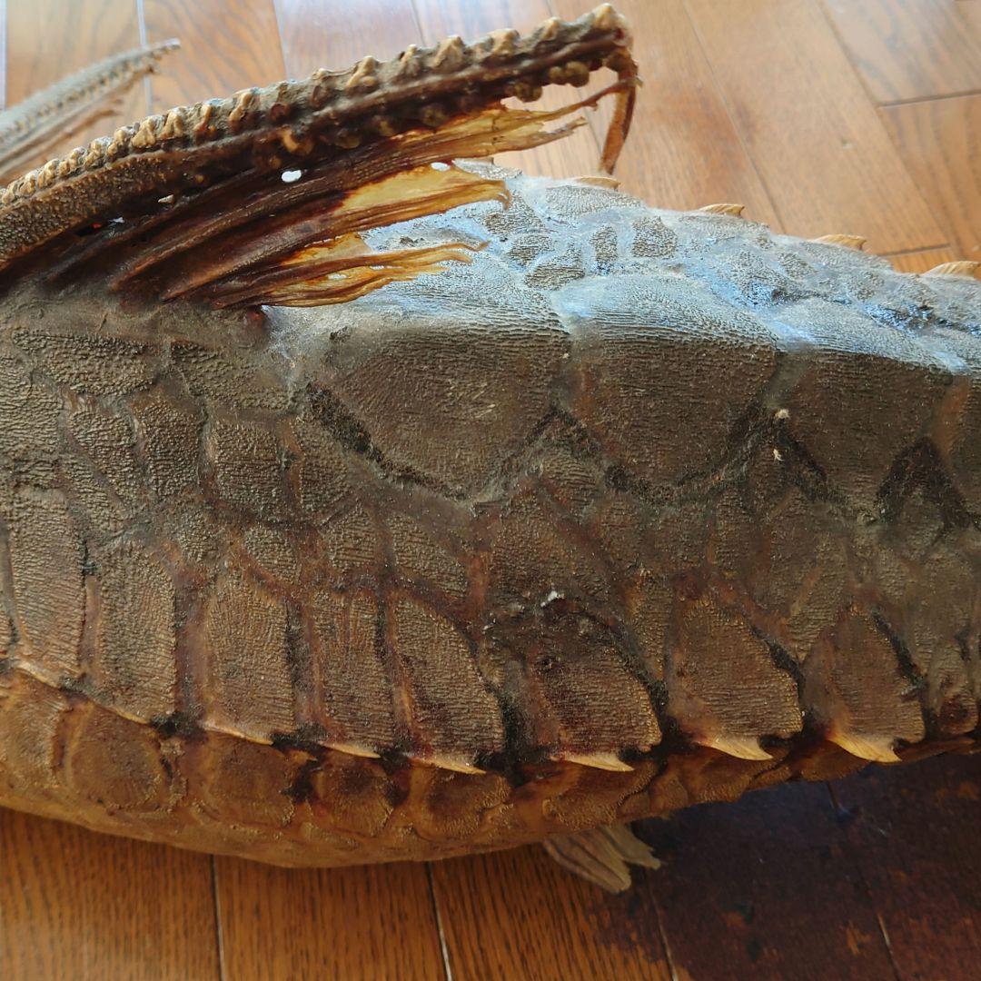 大ナマズ プテロドラス 大型剥製 はく製 レア 貴重 魚 アマゾン メガロドラス