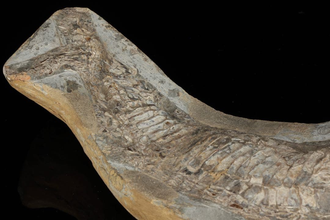 白亜紀前期 サンタナ層産 古代魚化石 魚類化石 クラドキクルス 骨格 標本