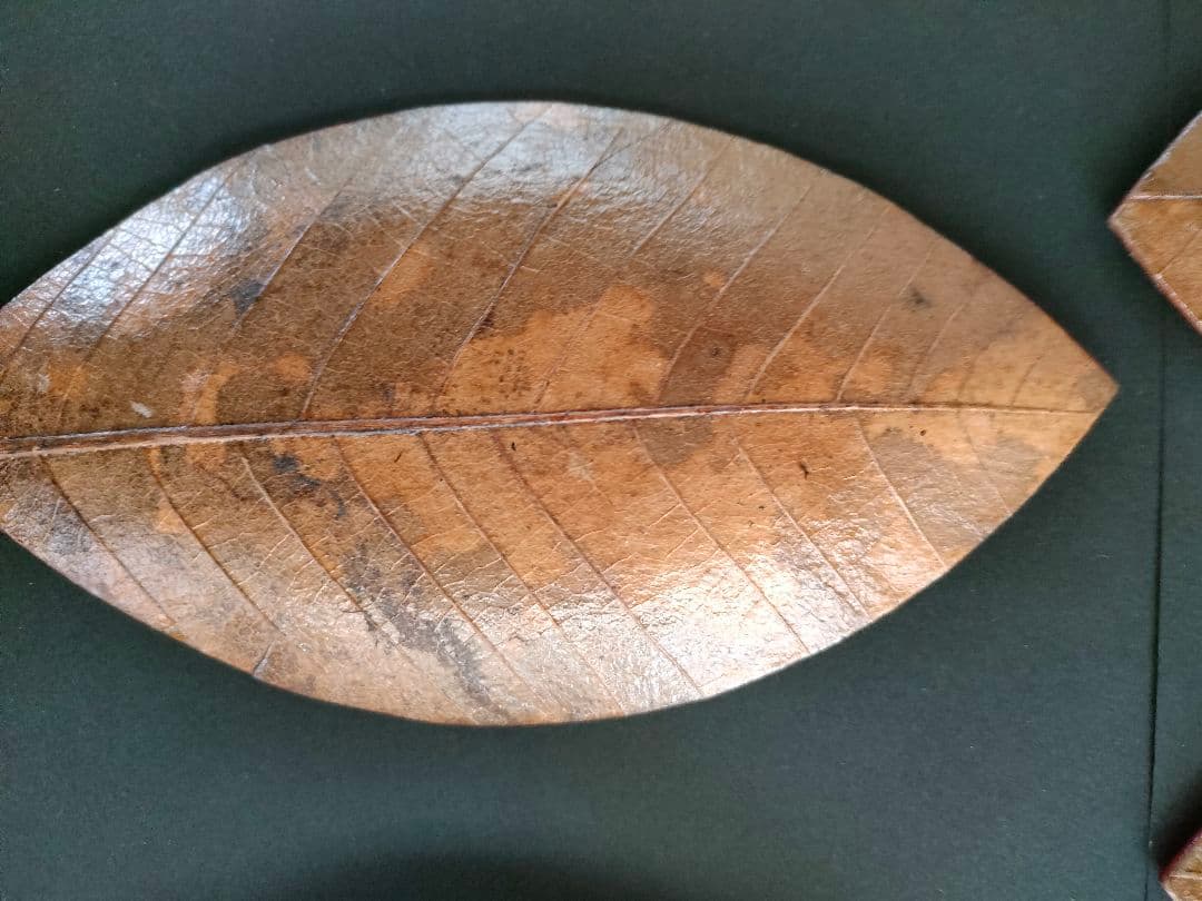 ●天然葉 プレスプレート 葉皿 5枚組アートオブジェ民藝ハンドメイドインテリア