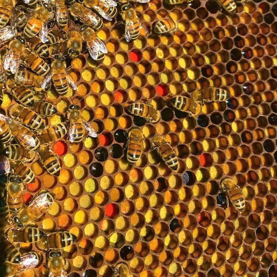 リピータ多数　プロが絞った濃厚な味わいの国産百花蜜　梅酒瓶入り　おまけ付