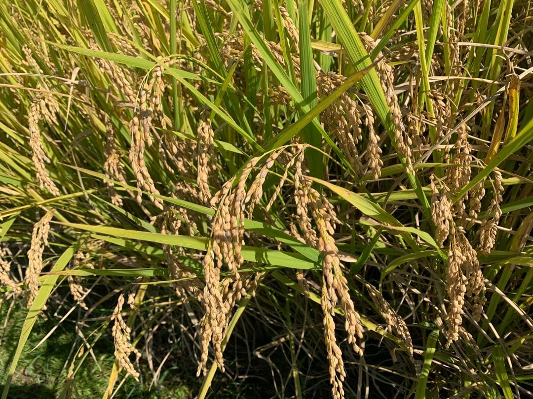 令和7年度　新米ヒノヒカリ　20kg(玄米)送料込