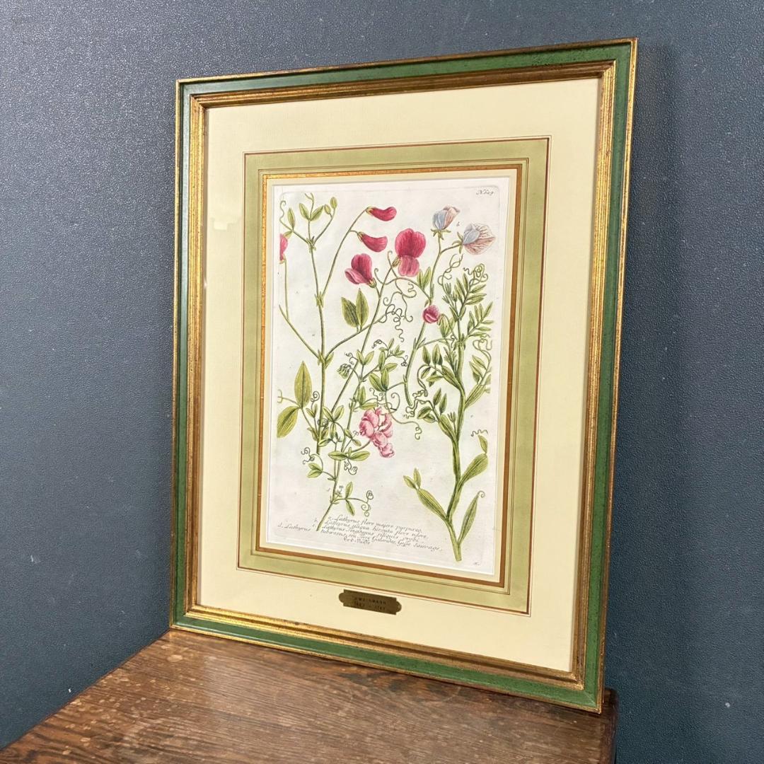 ヨハン・ヴァインマン「スイートピー」銅版画+手彩色 作品保証書有 薬用植物図譜
