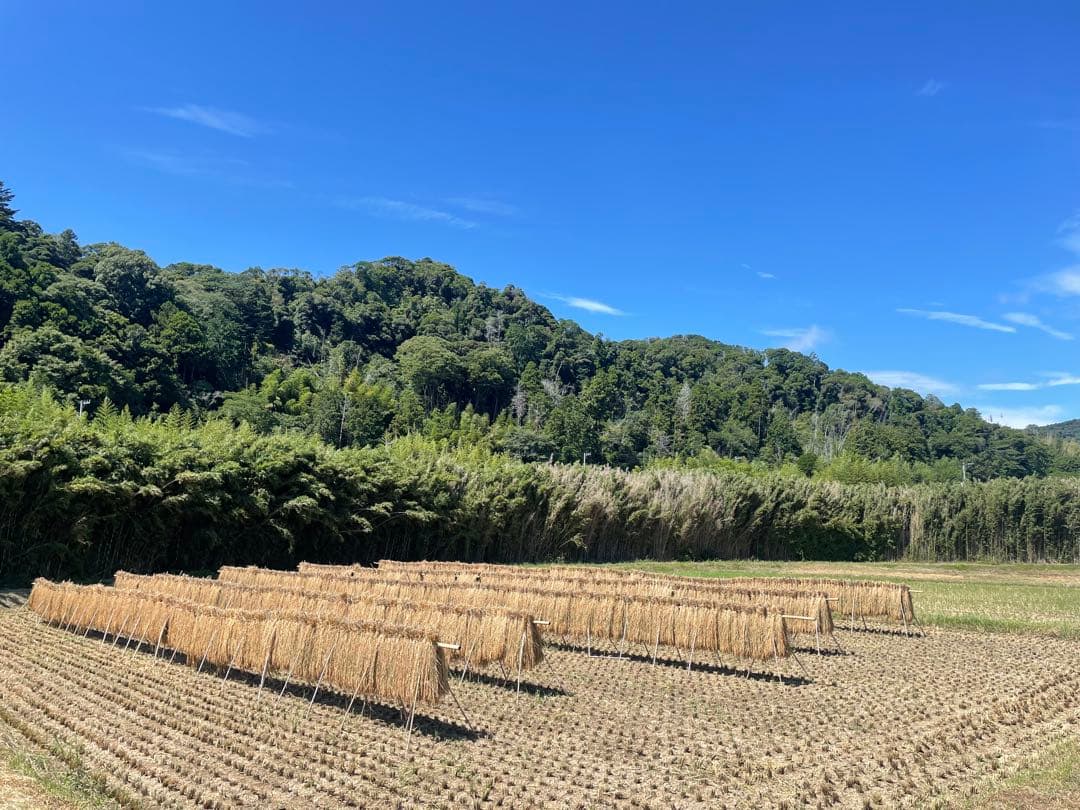 やまちゃん　ササニシキ玄米20