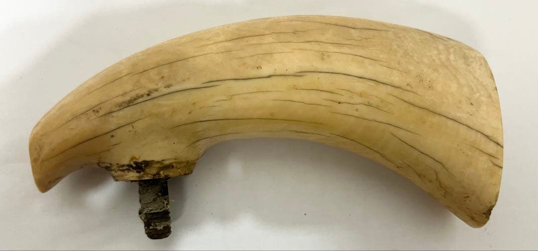 鯨の歯 牙 マッコウクジラ 重量約218g 杖材
