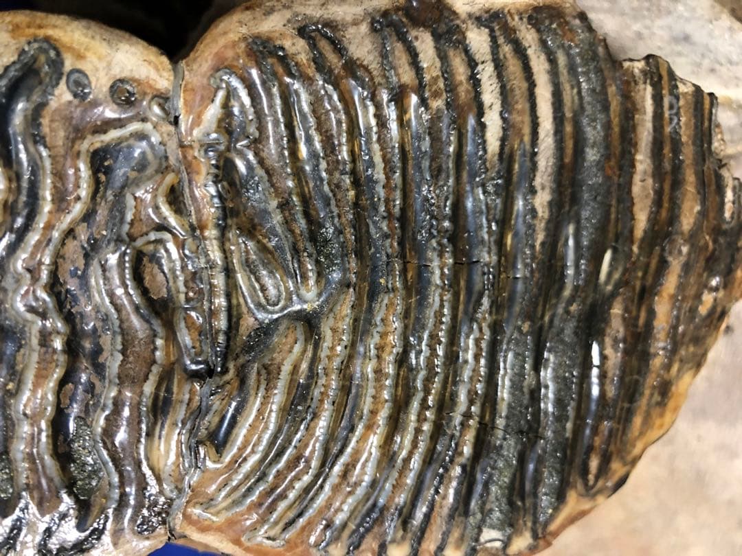 マンモス化石　博物館級　upper molar with M2