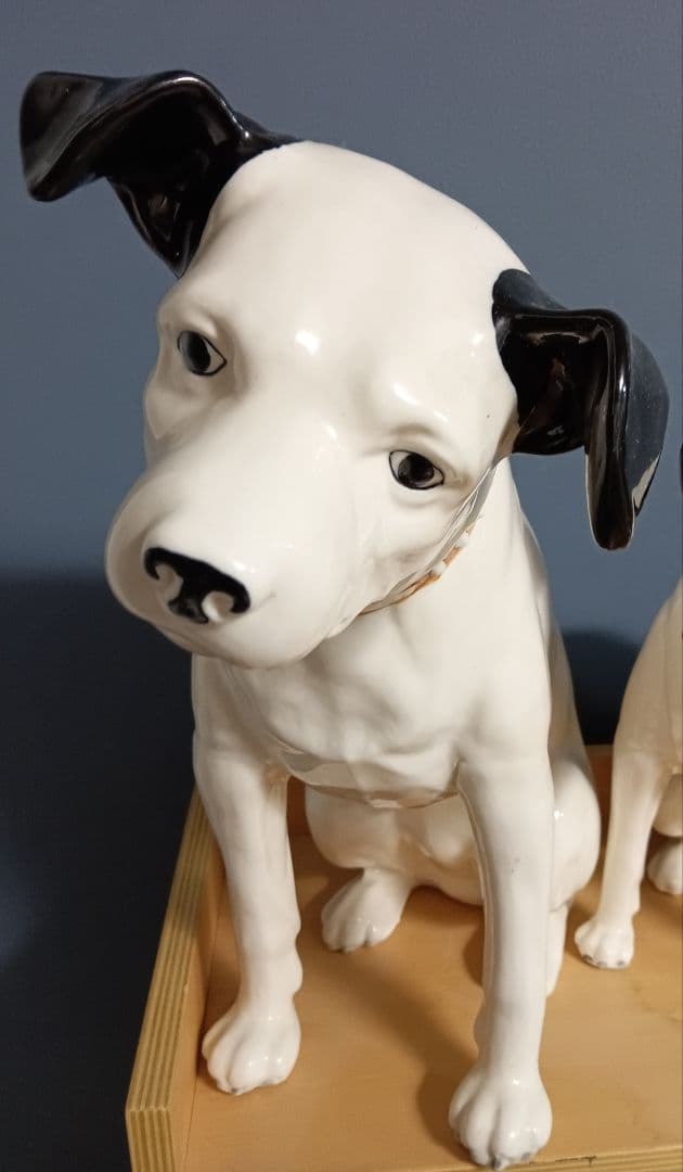 ビクター ニッパー犬 ニッパー　特大44cm～ 7匹 手渡し希望 千葉県習志野市