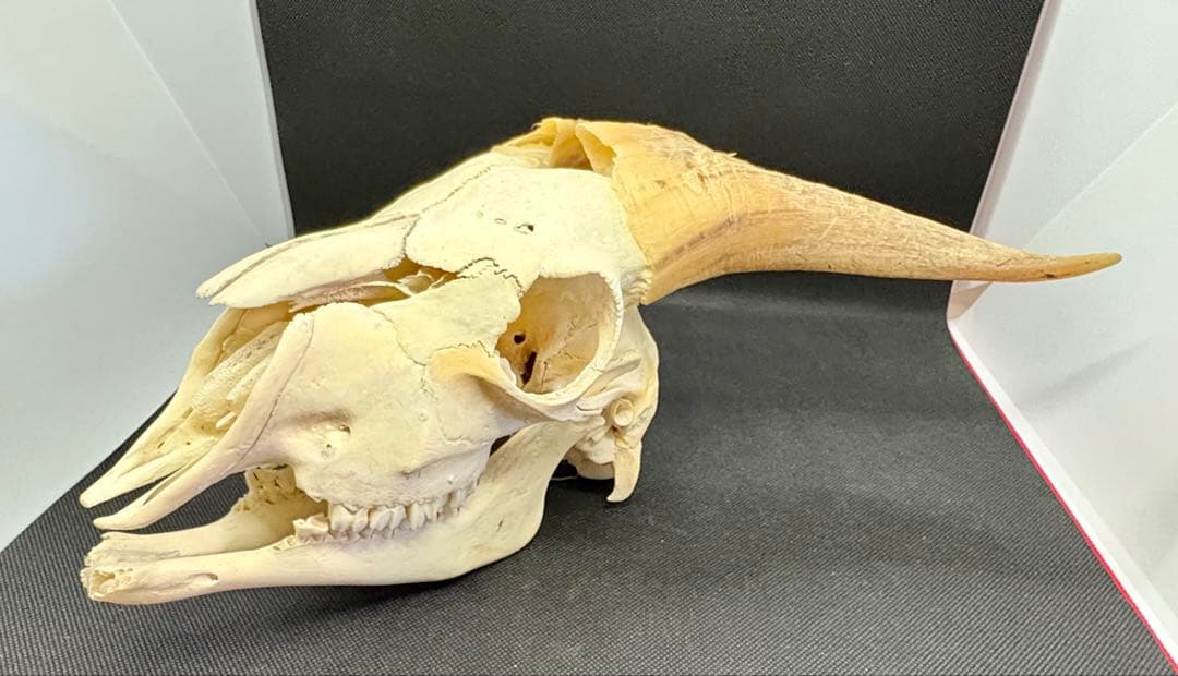 ヤギ頭蓋骨　実物　下顎　角鞘付き希少品　デッサン画モデル　ハンティングトロフィー