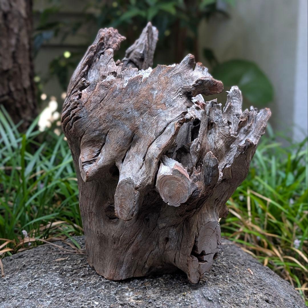 プレミアムスタンプウッド【PSW003】流木 アクアリウム ビバリウム 水槽