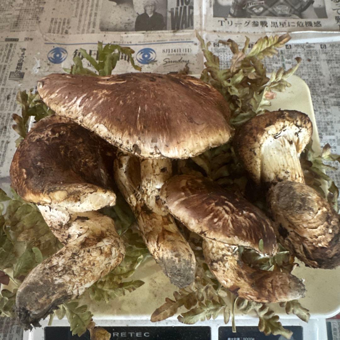 岩手県産松茸 傷 まがり