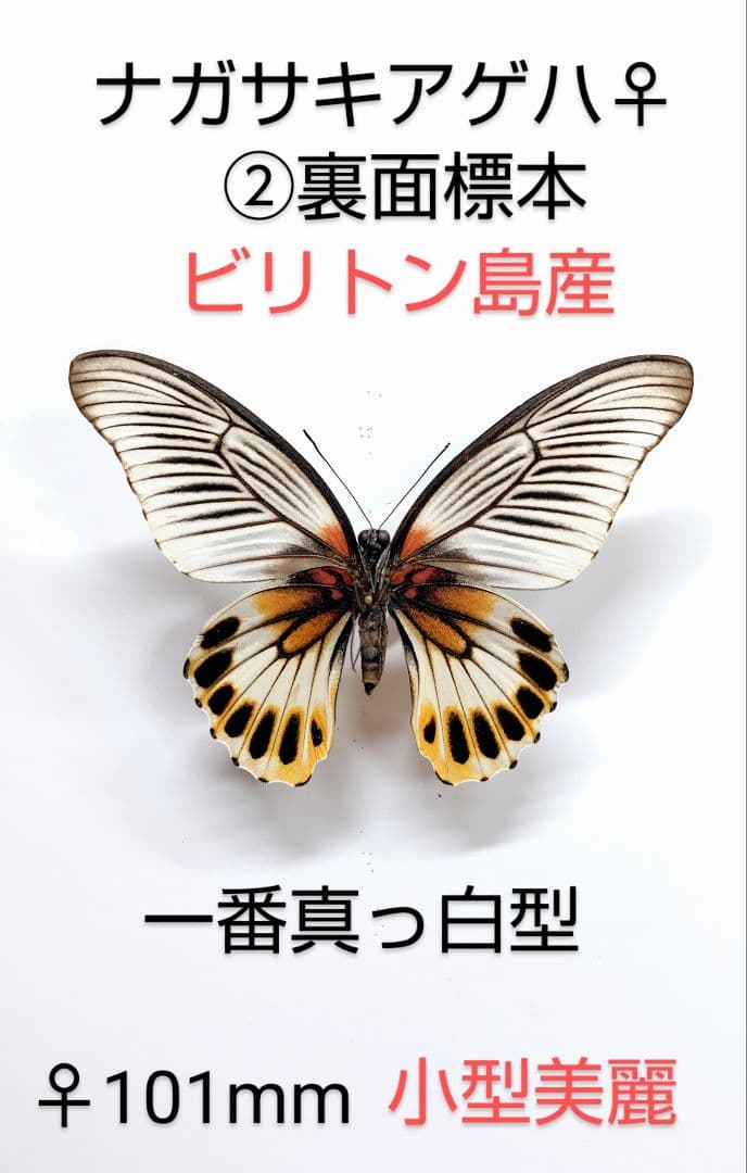 週末価格‼️ナガサキアゲハ♀ 標本 ★ビリトン島産★101mm白化型個体裏面美麗