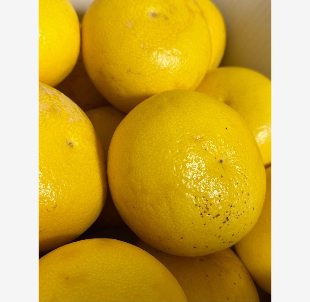 40高知特産 露地栽培 土佐文旦 3L4L文旦 約20kg 大玉 サイズ