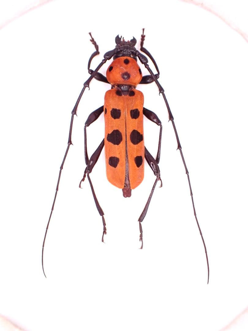 フェリエベニボシカミキリ