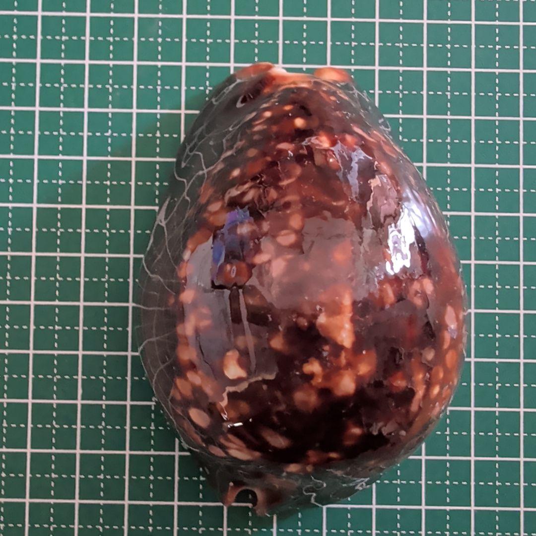 ハチジョウダカラ　3