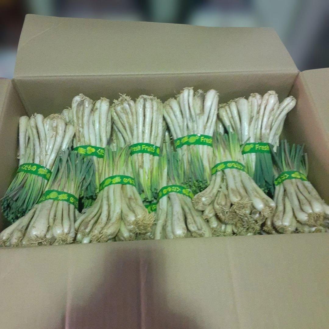 沖縄県産♪島らっきょう10㎏②