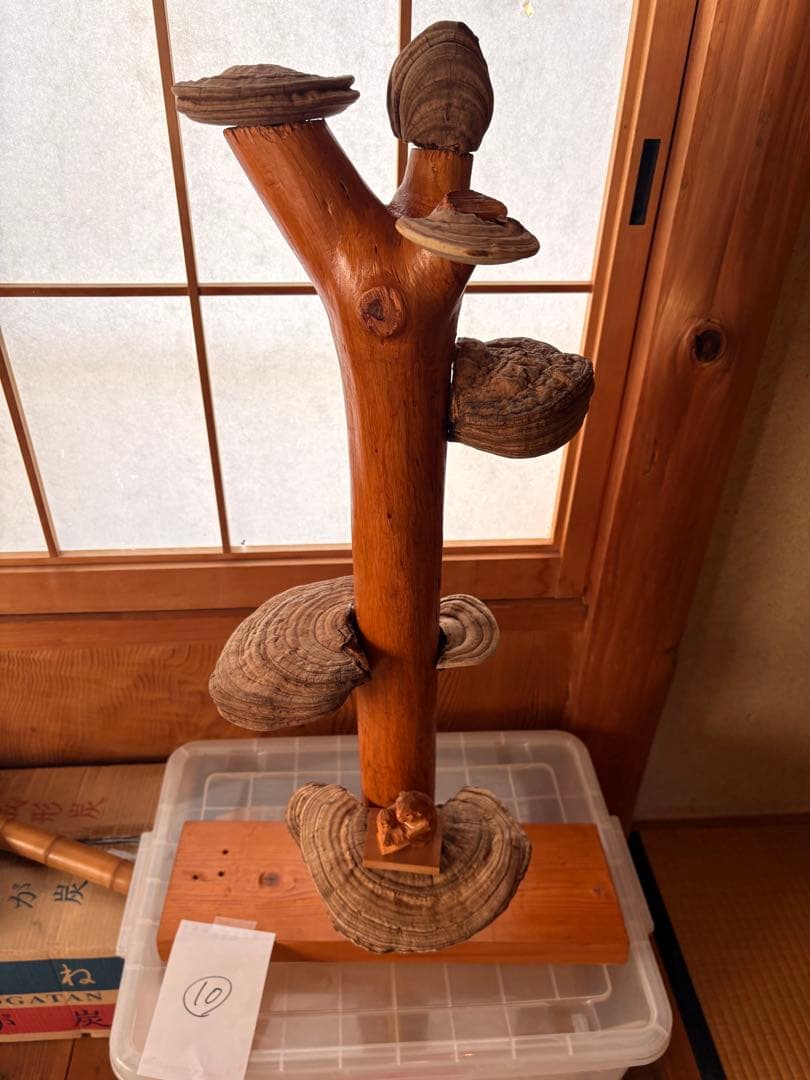 木製アート 置物 貝殻付き