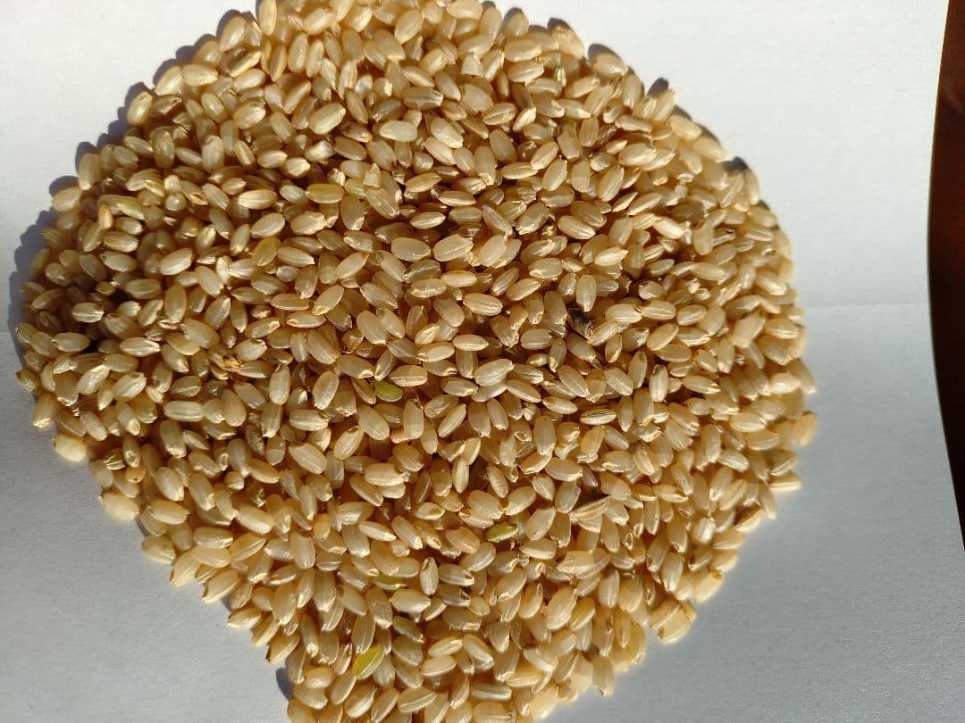 令和7年 玄米 30キロ