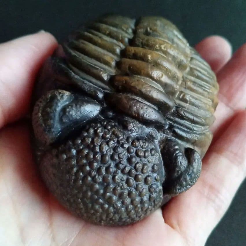 ジャイアントファコプス　超大型種　極美麗　ハイポストーマ有り　極めて希少　特級