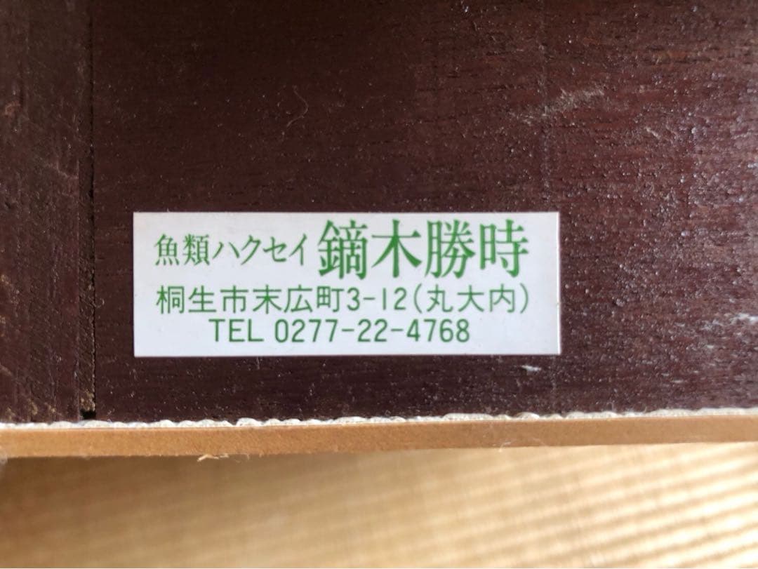 サクラマス 標本　剥製　フレーム入り