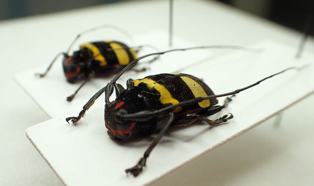 ペルーの極美カミキリ ペア