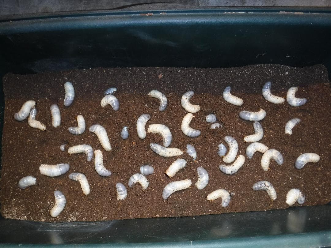 カブト虫マット：発酵熟成竹②：成虫・幼虫飼育用：３００ℓ