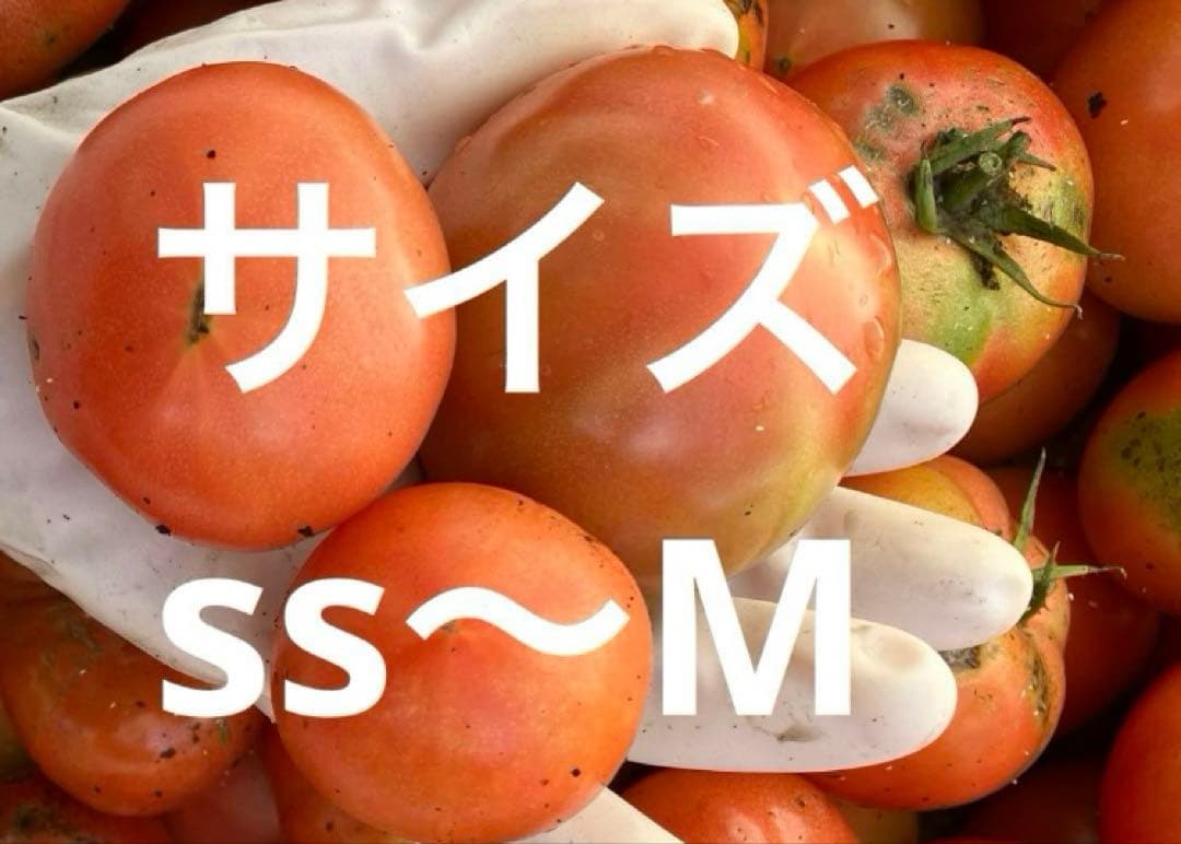トマト とまと 新鮮野菜 農家直送 ハウス栽培 訳あり 規格外 お買い得 限定